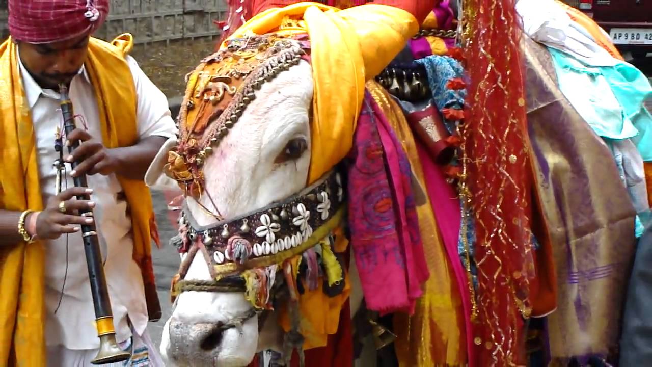 Sankranthi Festival In Andhra Pradesh Decorated Bull Gangi Reddu