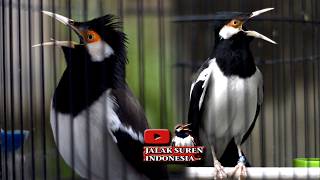 Download lagu AGAR JALAK SUREN GACOR DENGARKAN PANCINGAN JALAK SUREN INI