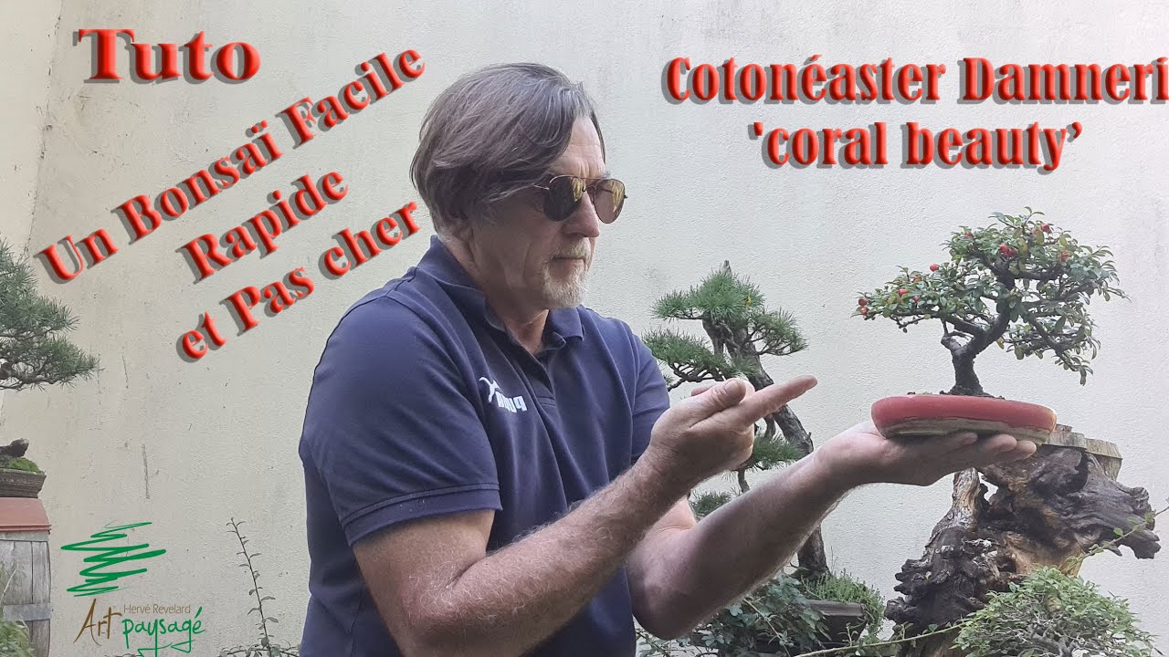 Tuto Bonsaï Mame et shohin de Cotonéaster  Dammeri 'coral beauty' de A à Z