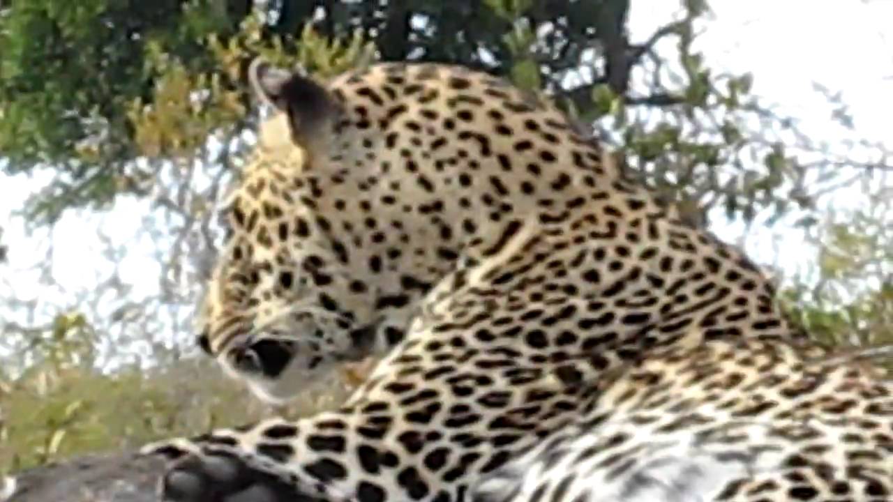 MVI 0149 leopard licking paw