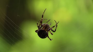 Comedy – funny – whats app – facebook – Spider  - video 52