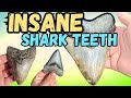 INSANE Megalodon Shark Tooth Discovery Compilation