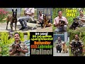Belgian Malinois, German Shepherd, Rottweiler, Labrador Retriever || നായകളെ പ്രണയിച്ചൊരു ജീവിതം.