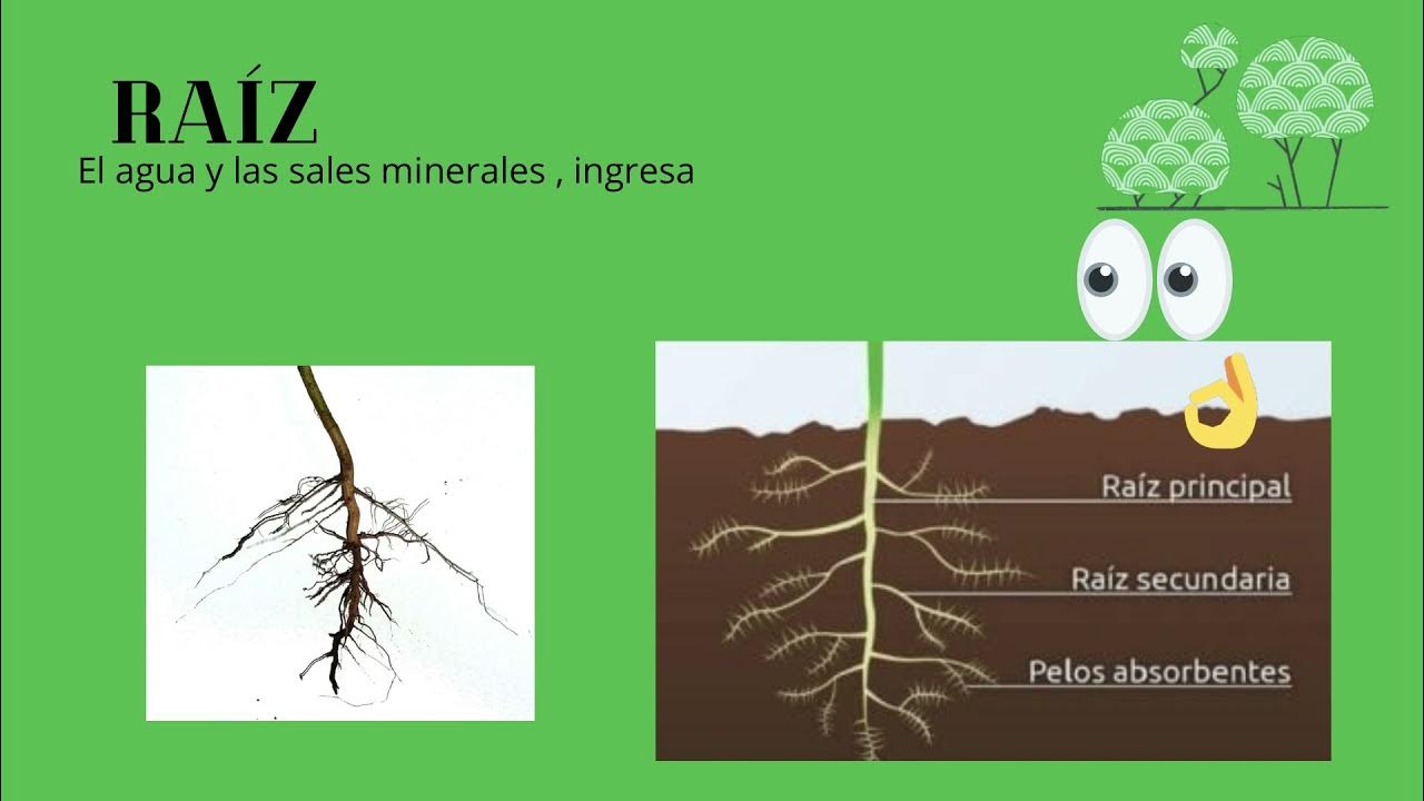 Para que sirve el cobre en las plantas