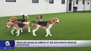 More than 200 rescued beagles arrive at Big Dog Ranch Rescue Net Worth