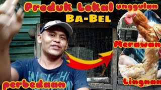 🔴 13.REVIEW THE DIFFERENCES OF CRAW CHICKEN AND RAW CHICKEN.#ayamlokalbabel#produkunggulan.