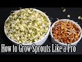 How to Grow Sprouts | Lentils Sprouts Recipe | How to Grow Sprouts at Home | Nehas Cookhouse