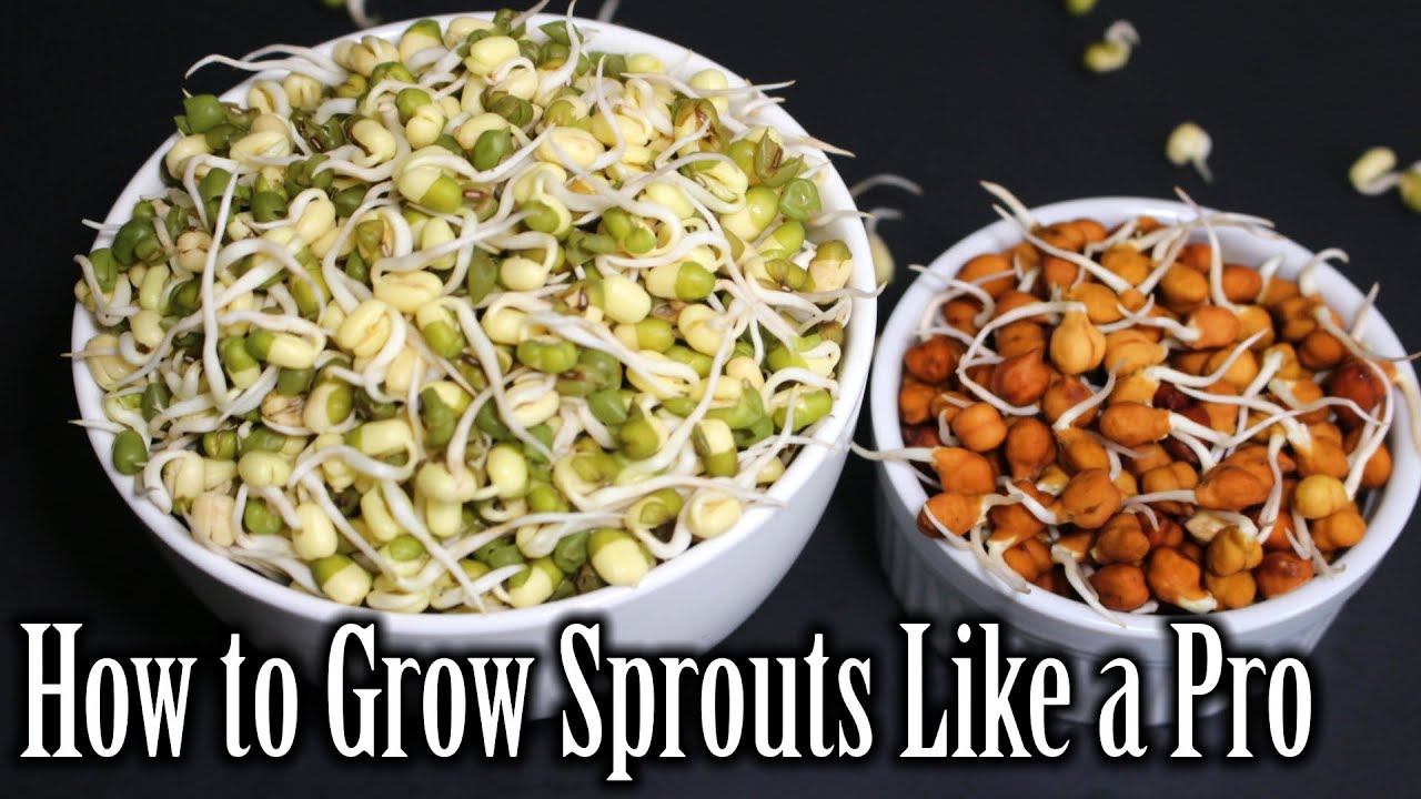 How to Grow Sprouts  Lentils Sprouts Recipe  How to Grow Sprouts at Home   Nehas Cookhouse