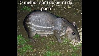 O melhor som do berro da paca