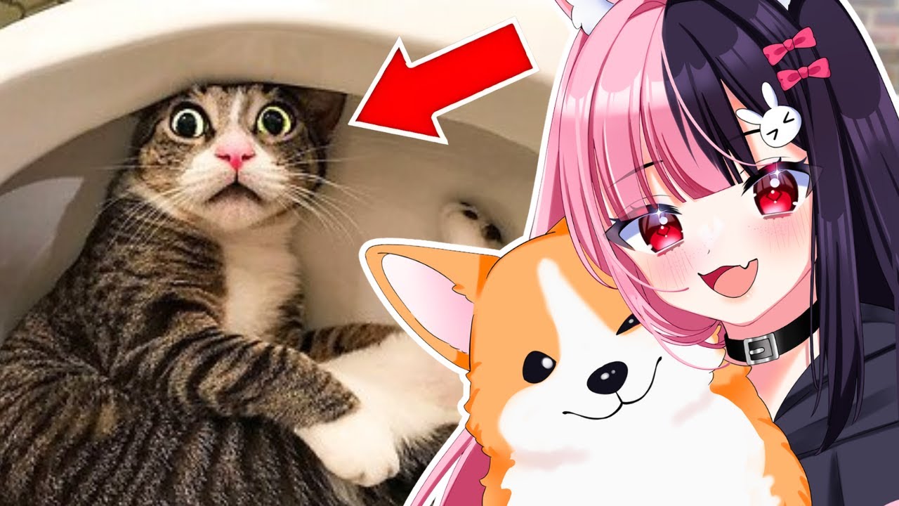 МИЛЕЙШИЕ видео с питомцами, которые поднимут вам настроение!! (Реакция)