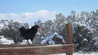 2013.05.02 - Black Sumatra Rooster Crows