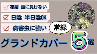 【常緑 グランドカバー ５選】霜 雪 凍結にも負けない！寒冷地の味方 日陰 半日陰OK 病害虫に強い ガーデニング 初心者向け　寒冷地