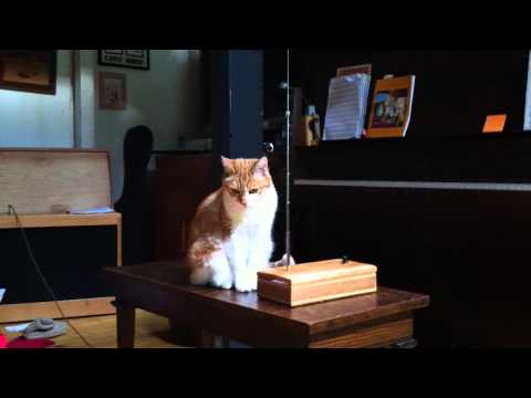 Cat plays theremin