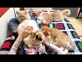 1匹だけ可愛いがってたら、他の猫の嫉妬が想像以上に激しかった