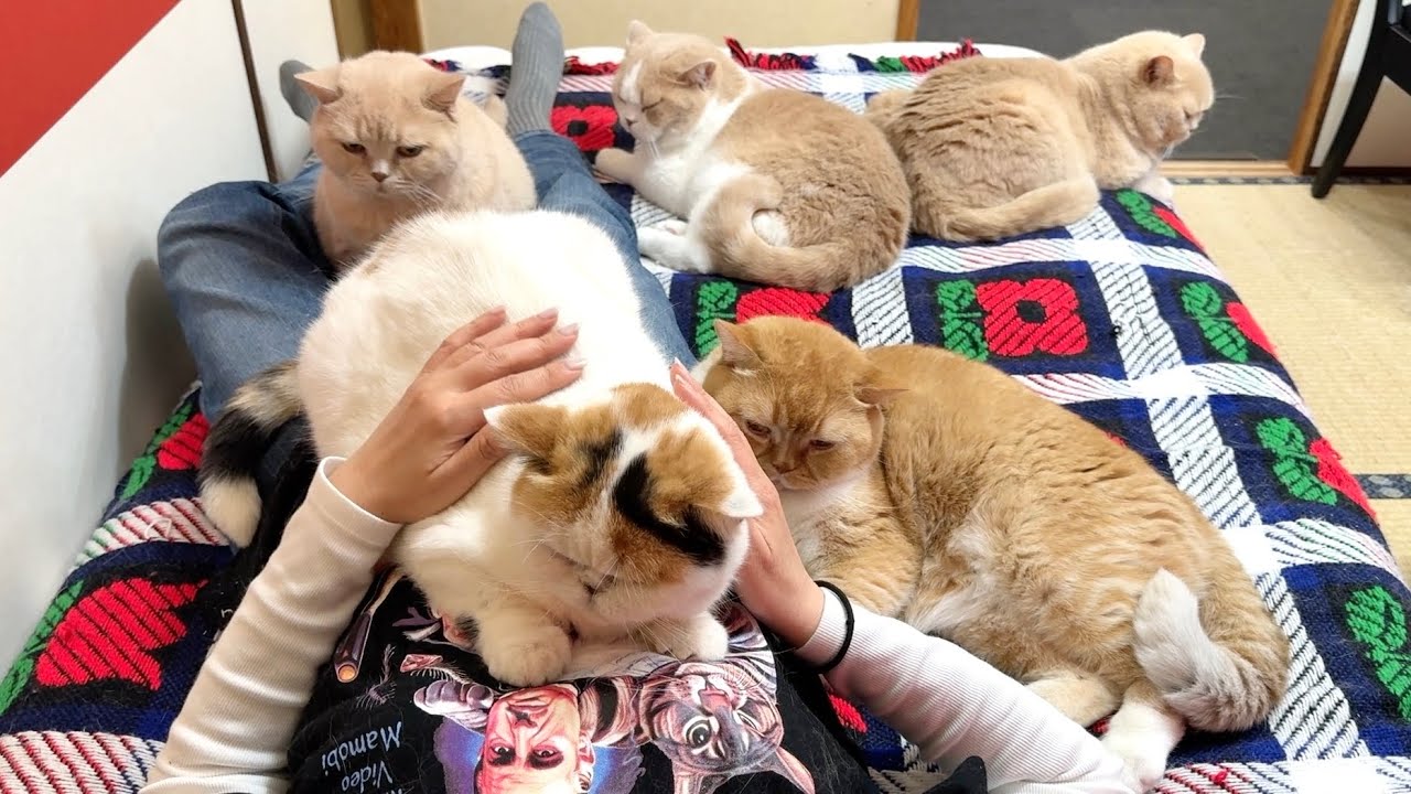 When I showed affection to just one cat, the other cats became far