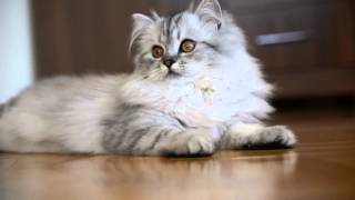 Luna Silver Persian Cat by ugur unnu 27,890 views 11 years ago 2 minutes, 39 seconds