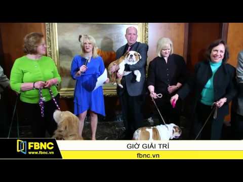 Video FBNC - Labrador: Giống chó được ưa chuộng nhất tại... - youtube