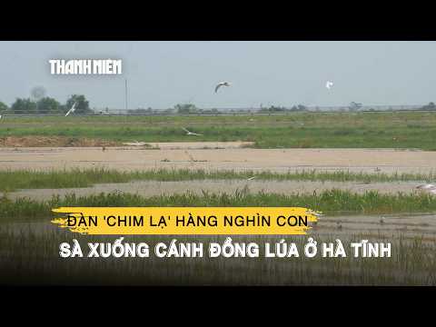 Flock of thousands of 'strange birds' descend on rice field in Ha Tinh