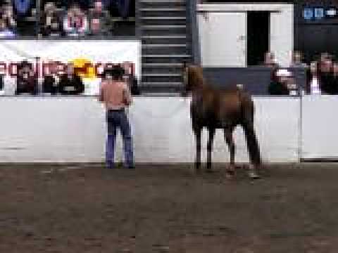 Clinton Anderson trains horse to sidepass from ground