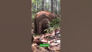 สกิลการข้ามท่อนไม้..สไตล์เจ้าหญิง #กันยา #elephant #แม่วันดี #ธาริน #ลูกช้างพลัดหลงภูวัว