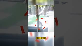 🚨 Un lince salvaje se llevó a su pequeña perrita 😨