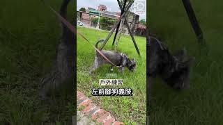 強生義肢 | 左前腳狗義肢 (戶外練習) 沐沐 | 義肢專門取模訂做! #義肢 #義足 #prosthetic # #artificial #犬義足 #狗義肢 #狗輔具#狗假肢 #米克斯#領養代替購買