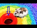  hamster escapes the pool