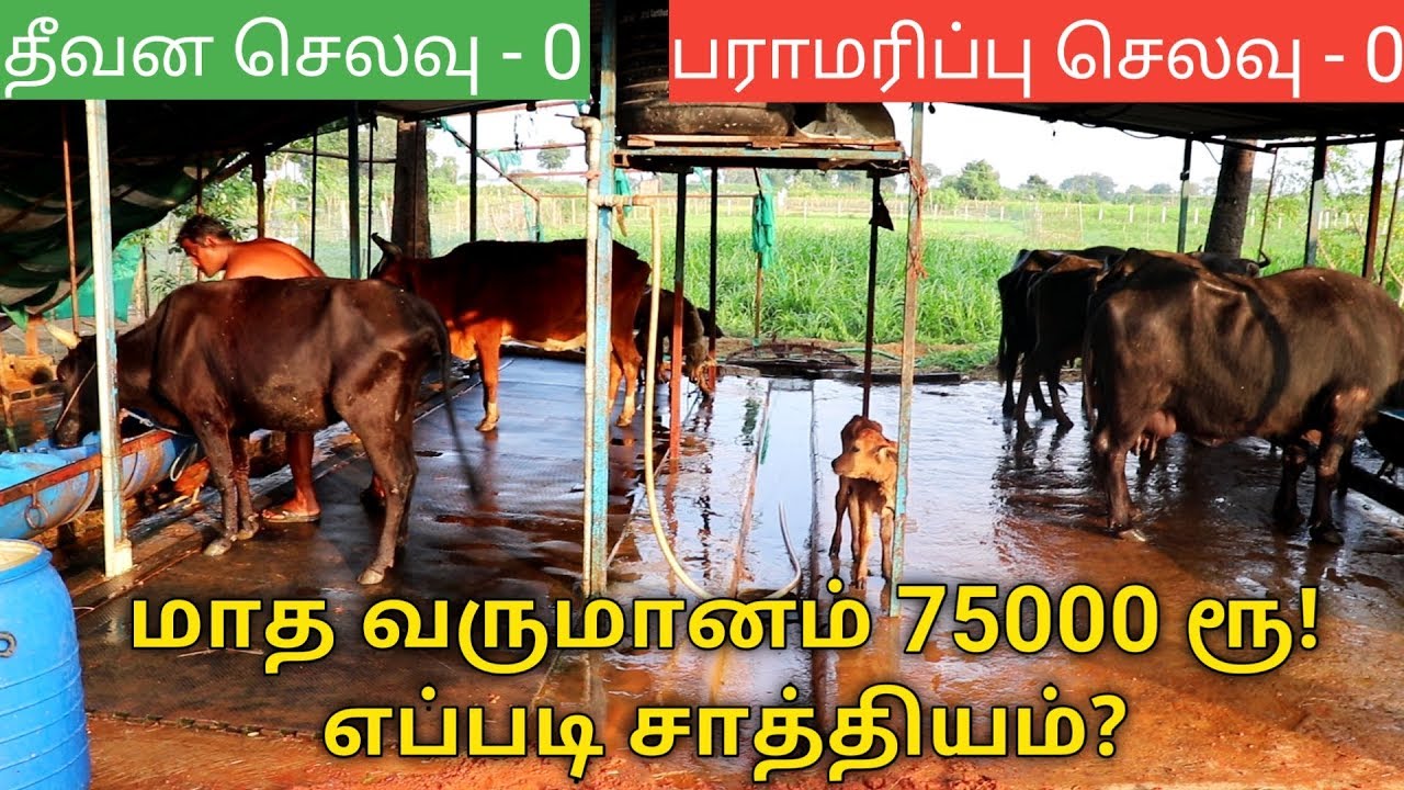 மாட்டுப்பண்ணையில் பாதி செலவை குறைக்கலாம் - An Eco Cow Farm by Couple