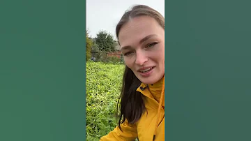 Горчица - не бойтесь сеять, но знайте это
