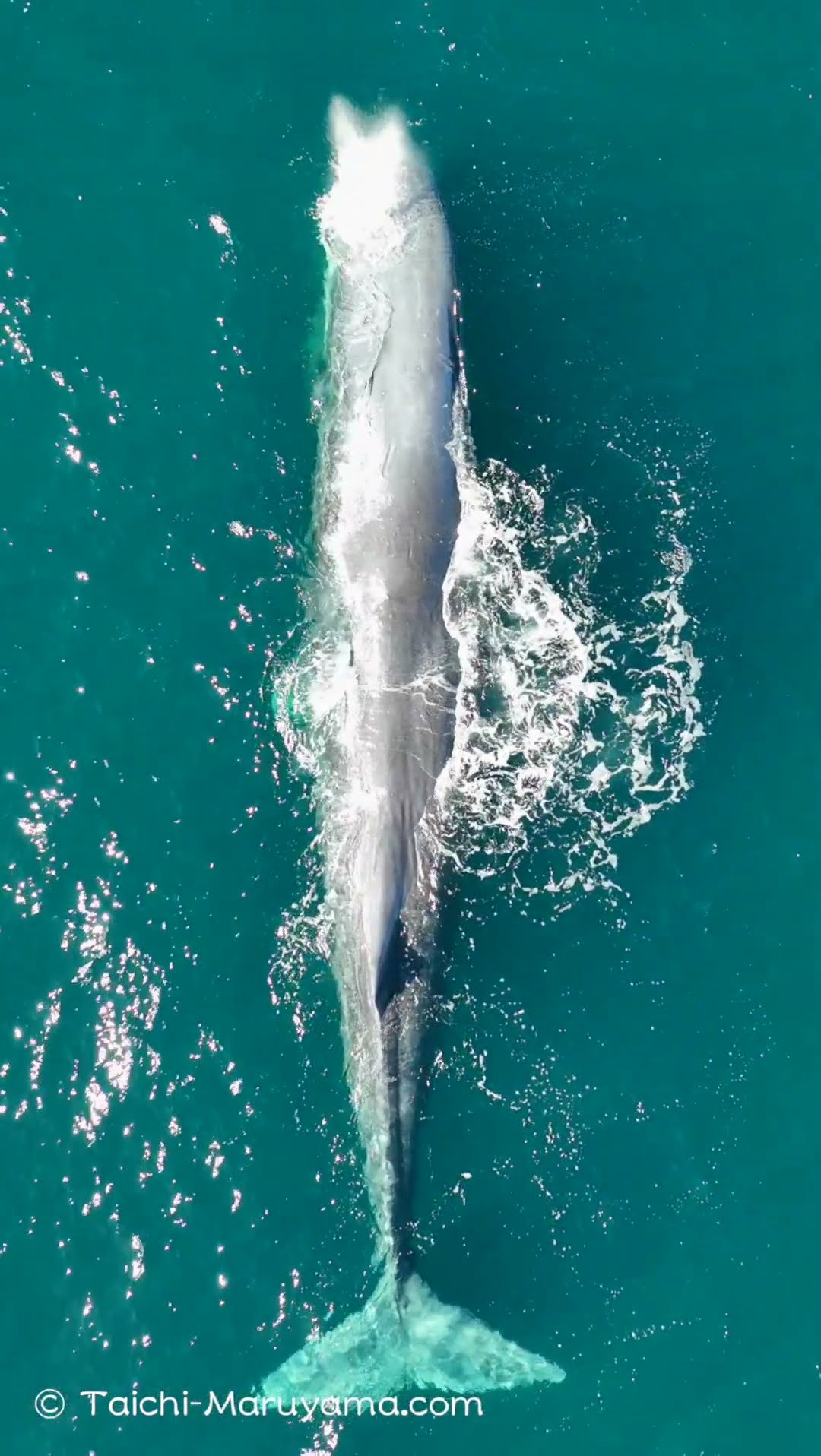 真上から観たオスのマッコウクジラ🐳 - YouTube