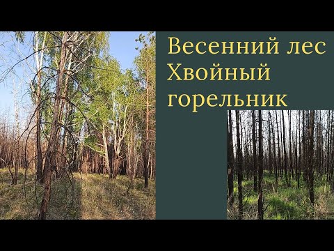 Весенний лес, горельник