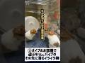 【②パイプの先にあるものは】 #ゴールデンハムスター #ゴルハム #ハムスター #小動物 #パイプ #ホイールサークル #イライラ棒 #ひろゆき