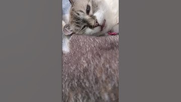 She Hit the Catnip a Little Too Hard