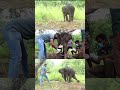 Treating baby elephant | ゾウの赤ちゃんの治療 #shorts