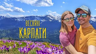 Весняний похід в Карпати 🏔 Кривопільський перевал - хребет Кострича - полонина Ґаджина #1