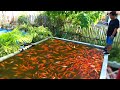 You wont' believe this! THOUSANDS of fish in GREEN WATER fish tank ( SECRETS REVEALED)
