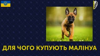 🇺🇦НАВІЩО І ДЛЯ ЧОГО КУПУЮТЬ МАЛІНУА