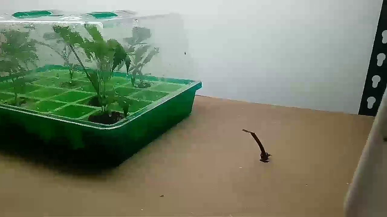 Indoor update, getting ready for flowering!! Bigbud, Chronic Haze, Purple Cheddar, DD and Early Girl