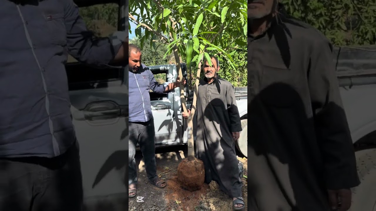 اختاروا الاشجار وبعدين روحت المنصوره زراعتها 