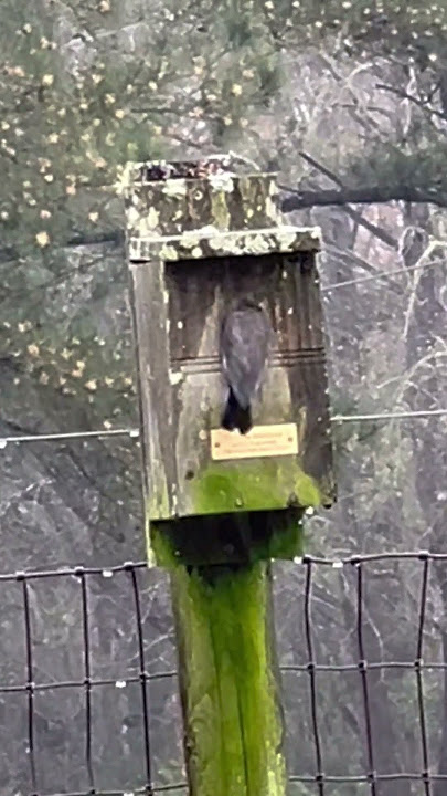 Bluebird in the rain #shorts #bluebird