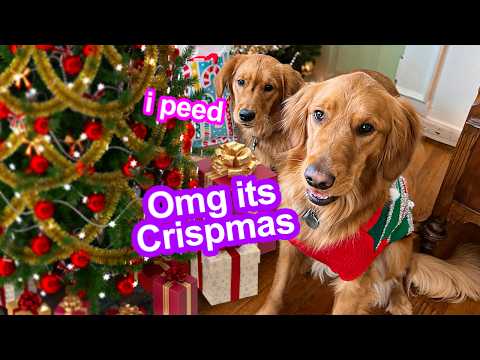 Celebrating My Dogs First Christmas! *ADORABLE* 😍