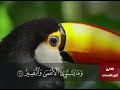 ومايستوى الاعمى والبصير الشيخ محمود انور الشحات
