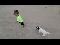 Baby goat playing with toddler is the cutest thing youll see all day