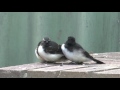 Bird Watching Willy Wagtail chicks part 2