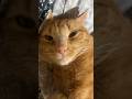 #cat #cats #gato #gatos #cute #pets #mascota #kitten #kittens #shorts #shortvideo #catshorts