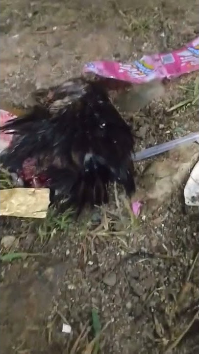 viral mabok jaranan minum minyak wangi luar biasa