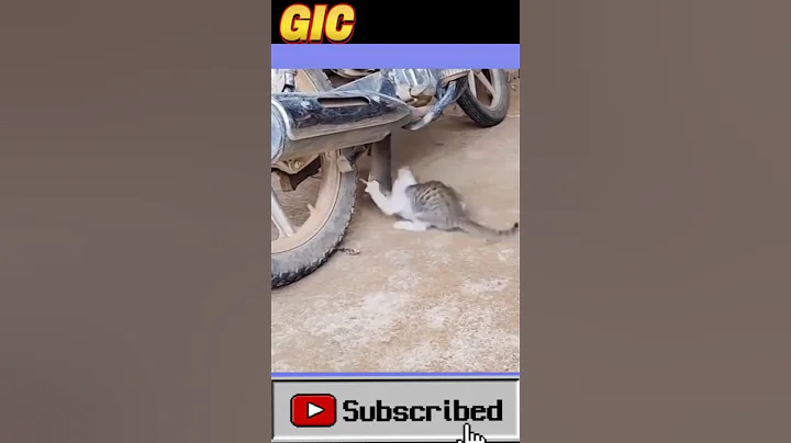 Watch the video about Cat vs mouse #cat #animals #pets #funny #shorts
