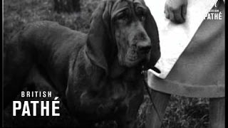 Bloodhounds (1925)