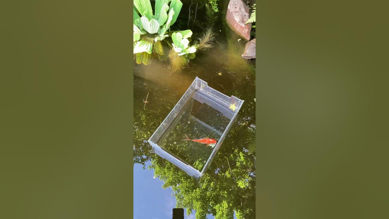 Giving my big goldfish an Epsom salts bath YouTube