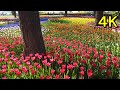 ４K『ひたち海浜公園』華麗なメルヘン世界！チューリップの花園！圧巻の見応え！茨城県・ひたちなか市